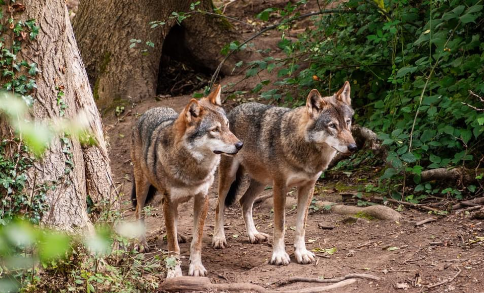 Pack of two wolves at Bristol Zoo Project